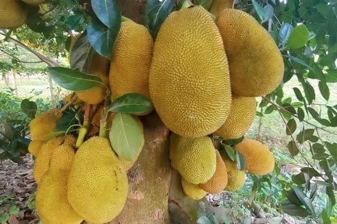 চীনে কাঁঠাল রপ্তানির পরিকল্পনা, আশার আলো দেখছেন গাজীপুরের চাষি ও ব্যবসায়ীরা